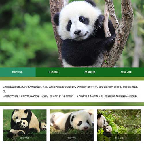 保护动物网页设计模板 大学生熊猫网页作业成品